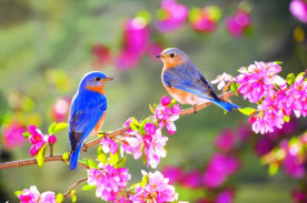 8794_Lovely-two-little-blue-birds-on-a-blossom-branch.jpg